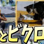 「飼っている猫と一緒にビクロイ」したったw【フォートナイト/Fortnite】