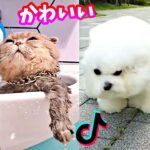 かわいい動物に癒されたい😍 かほせい Reacts